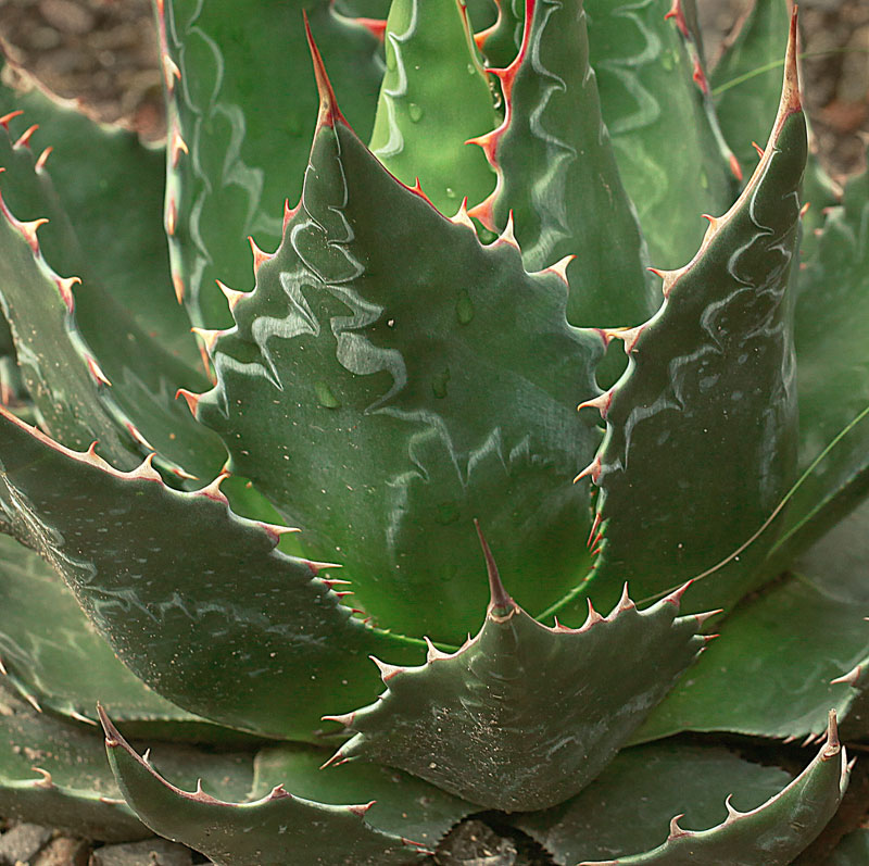 Agave titanota